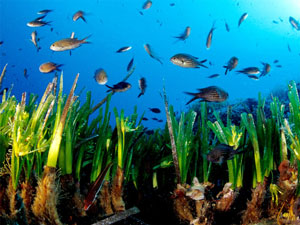 Ischia e le sue alghe
