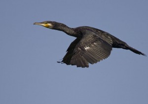 Salvato un cormorano sull'isola d'Ischia