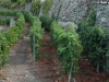 coltivazioni-di-vigne