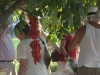 degustazione-2