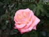 dettaglio-rosa-2