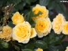 rose-gialle