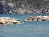 gabbiani