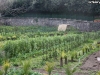 coltivazioni-3