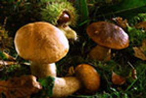 Funghi all'ischitana