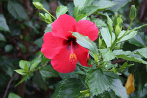 Flora e Fauna dell'isola d'Ischia