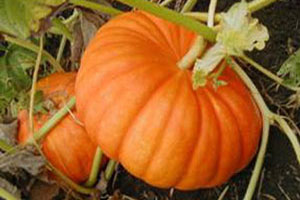 La zucca dei record e' ischitana