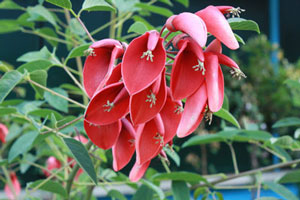 Ipomea del Negombo