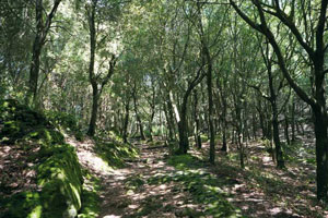 Bosco della Maddalena