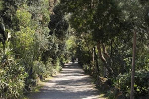 Boschi e Natura