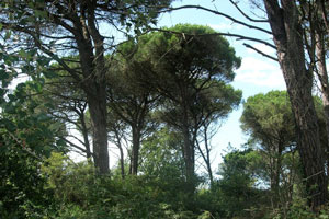 Boschi e Natura